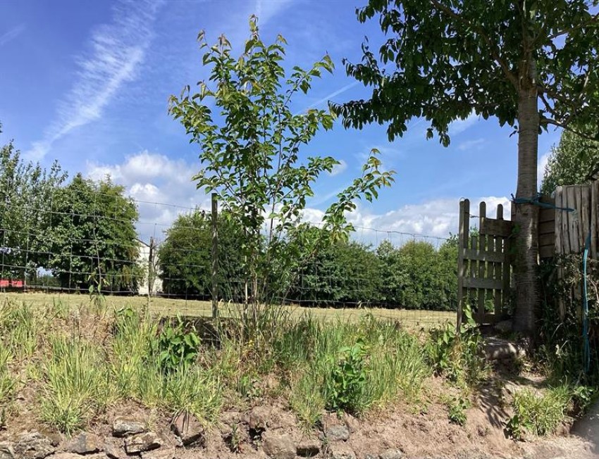 Images for Bungalow annexe and 1.25 acres in Mill Lane Kingsley