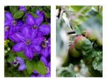 Images for Harrison Close, Tattenhall, Chester