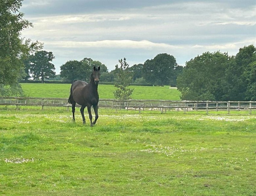 Images for Davenport, Congleton