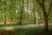 Images for Chester Road, Oakmere, CW8