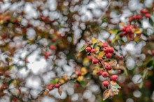 Images for Bute Street, Glossop, SK13