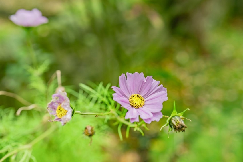 Images for Bute Street, Glossop, SK13